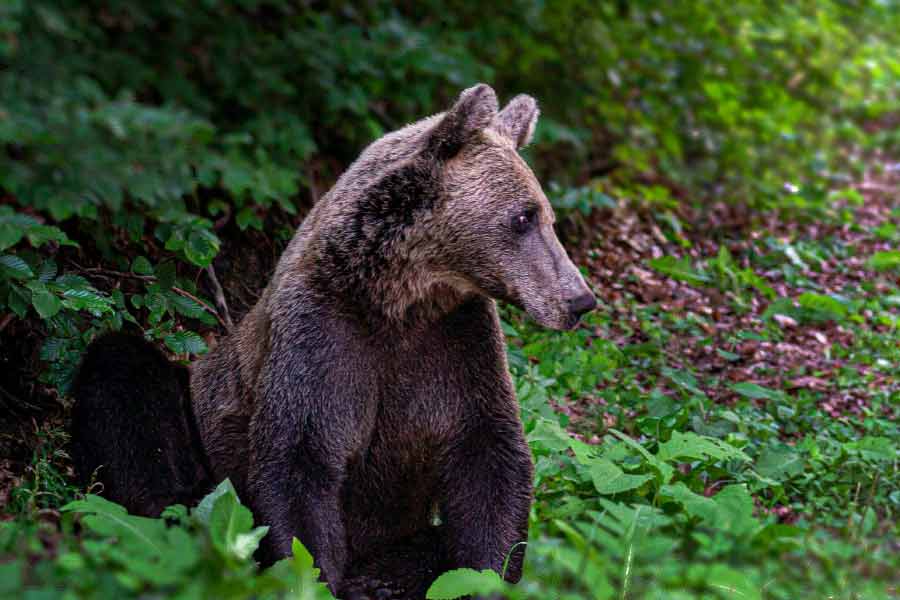 Romania to kill nearly over 500 bears, after 19 year old hiker’s death this year 
