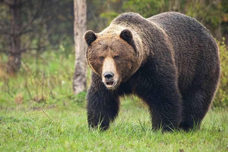 Romania to kill nearly over 500 bears, after 19 year old hiker’s death this year 