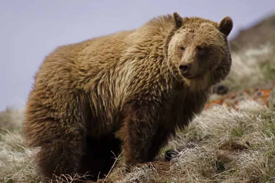 Romania to kill nearly over 500 bears, after 19 year old hiker’s death this year 