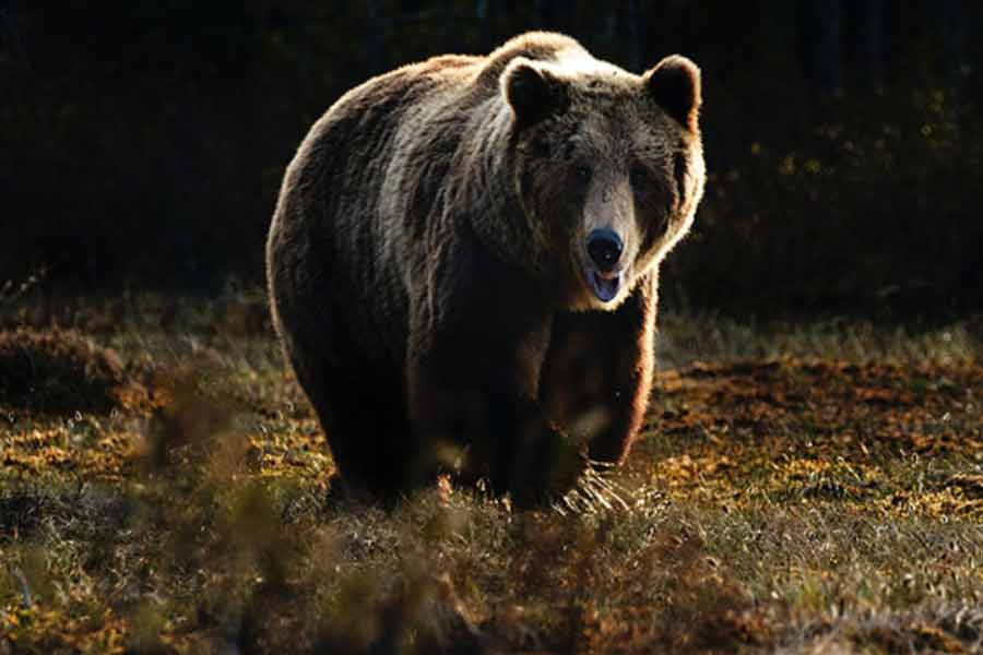 Romania to kill nearly over 500 bears, after 19 year old hiker’s death this year 