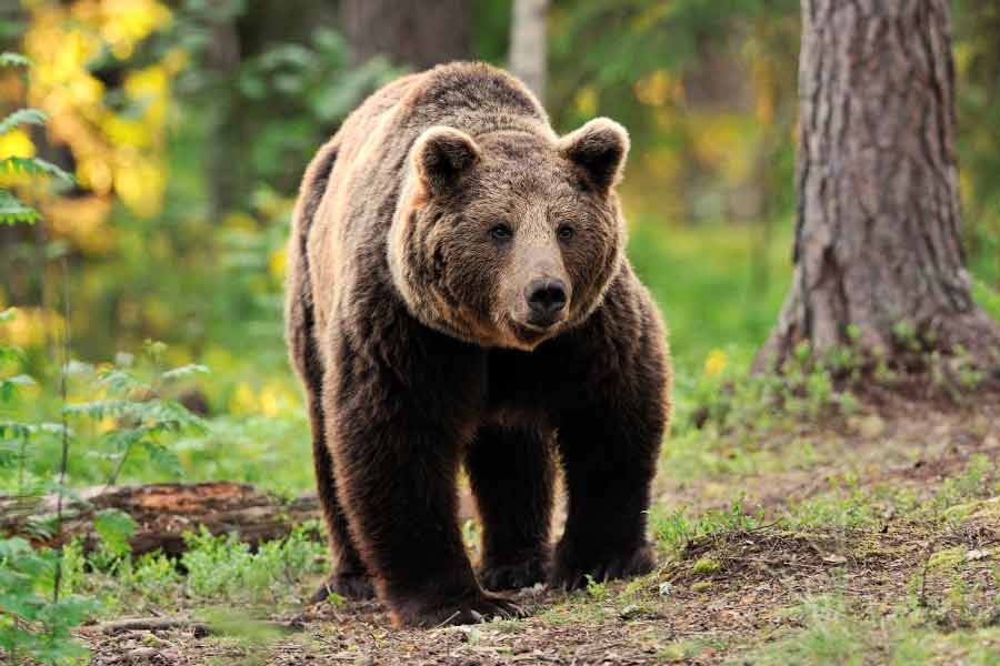 Romania to kill nearly over 500 bears, after 19 year old hiker’s death this year 