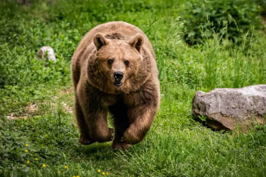 Romania to kill nearly over 500 bears, after 19 year old hiker’s death this year 
