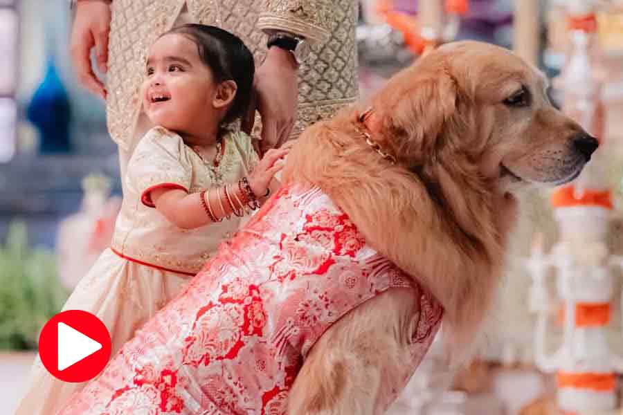 The attire of Anant Ambani\\\\\\\'s dog in the marriage party worth more than a crore