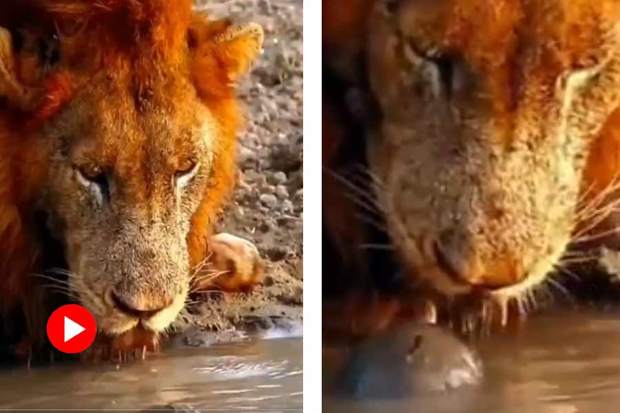 Funny encounter between Lion and Turtle