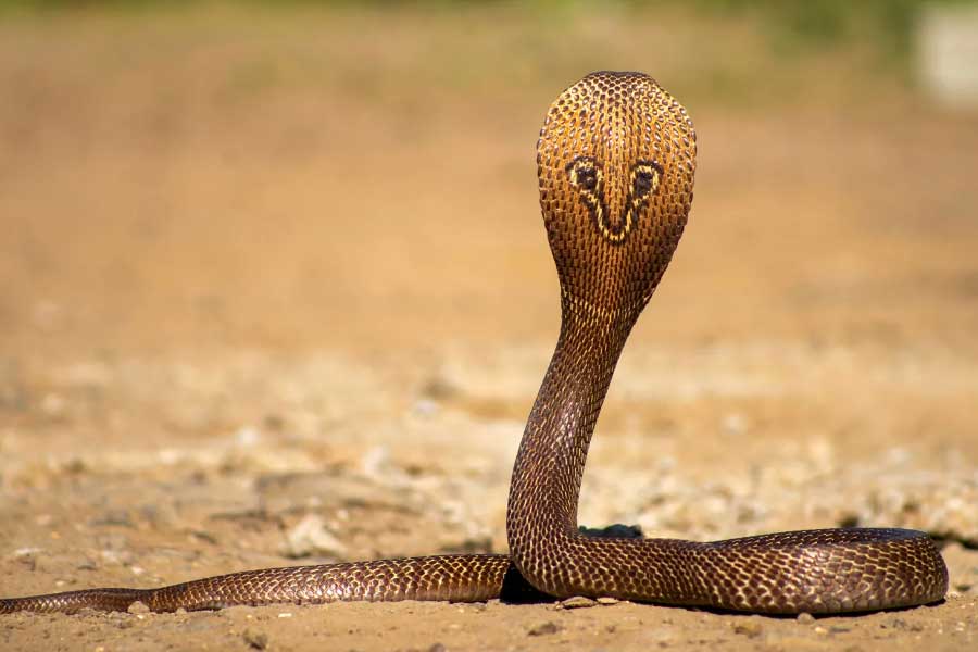 Blood Thinning drug neutralizes Cobra Venom, new study claims