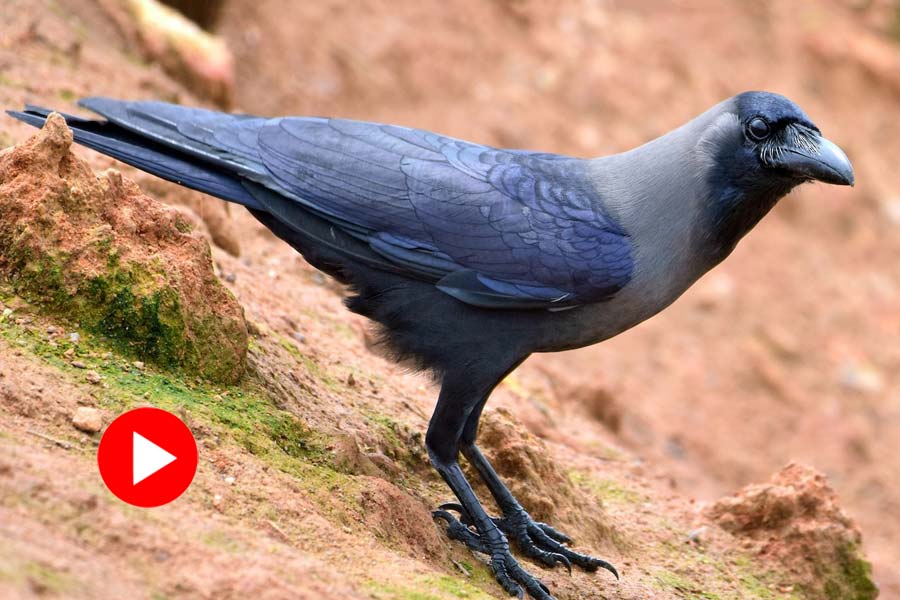 Chicken shop owner held a crow, hundreds of crows gathered over the market in rescue act in Andhra Pradesh