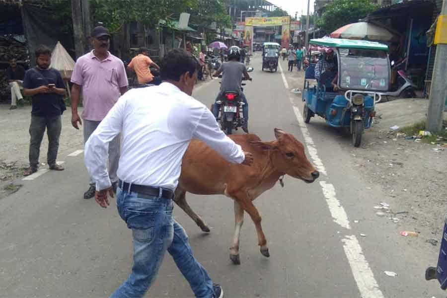 Chairman Running Behind Cow | Chairman of Jalpaiguri municipality ...