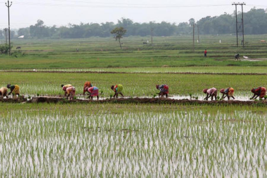 ধান রোয়া শুরু। শুক্রবার শালবনির ফার্ম-রোডের কাছে। ছবি: কিংশুক আইচ।