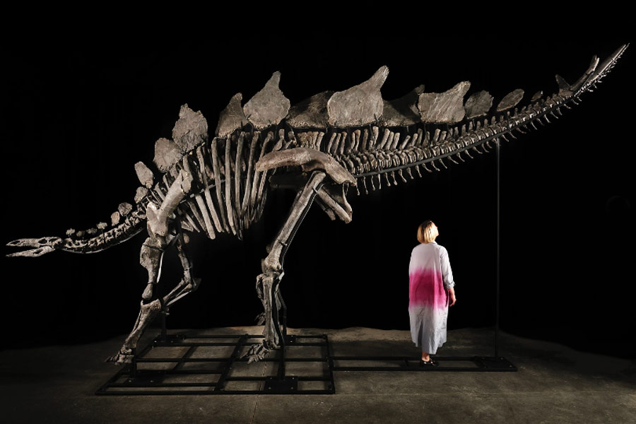 Dinosaur Skeleton sold for 373 crore at auction