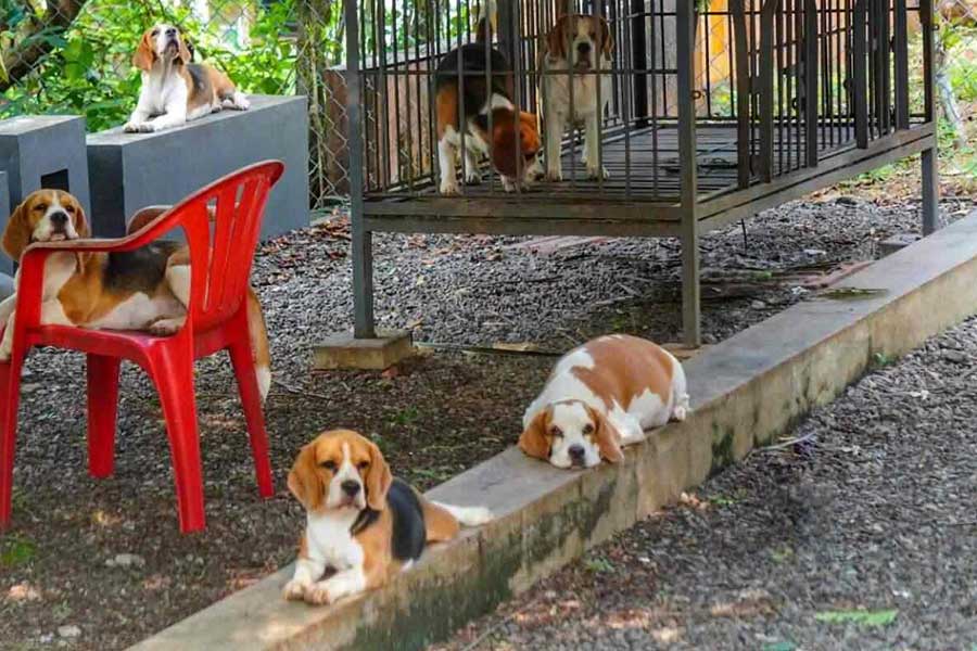 Migrant worker from West Bengal living in a dog kennel by paying rent in Kerala, Labour Minister directs inquiry