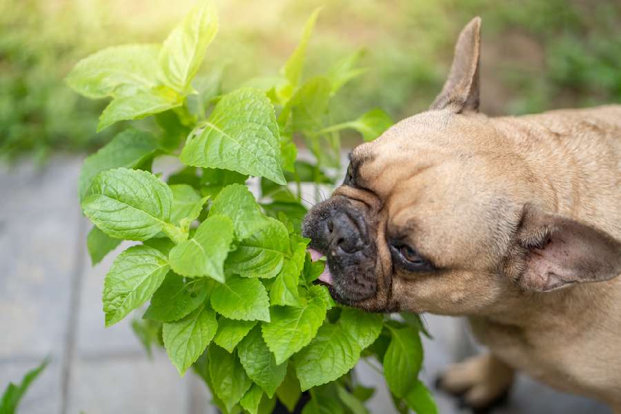 বাড়িতে পোষ্য থাকলে গাছ কেনার কী কী মাথায় রাখবেন?