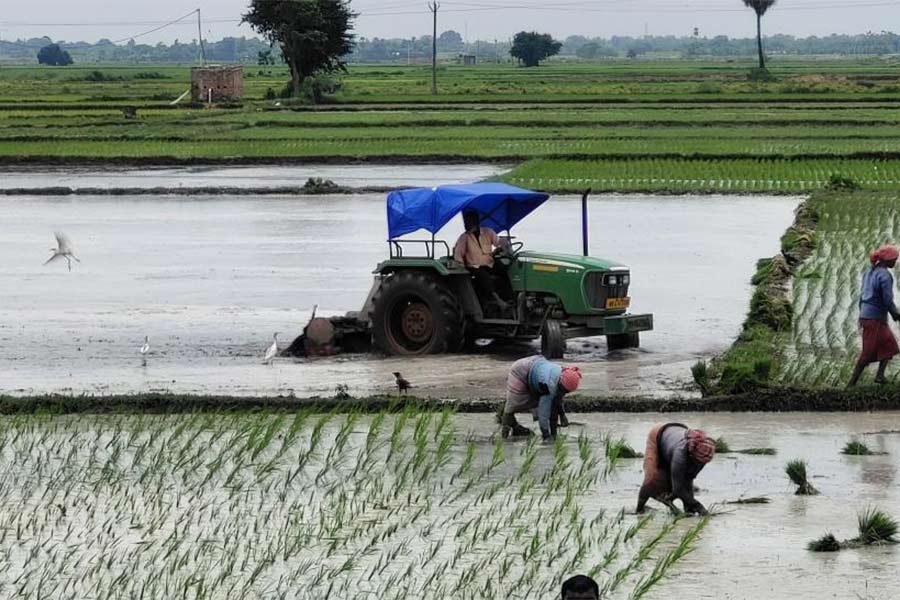 Aman farmers are worried due to shortage of rain