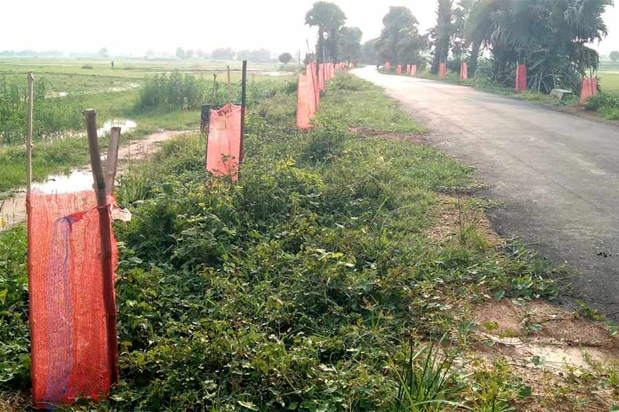 এ ভাবেই বেড়া দিয়ে লাগানো হয়েছে গাছের চারা।