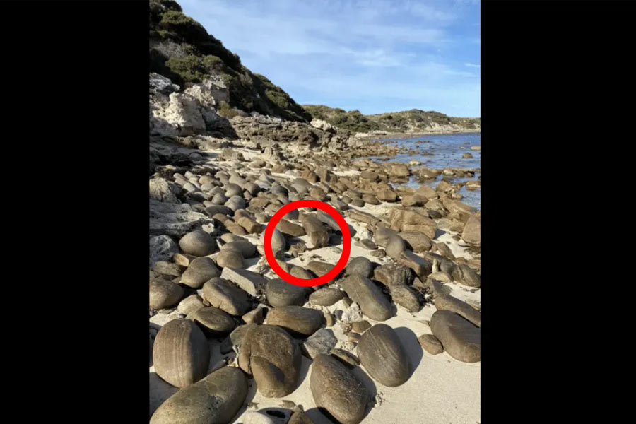 Find the dog on beach in viral picture 