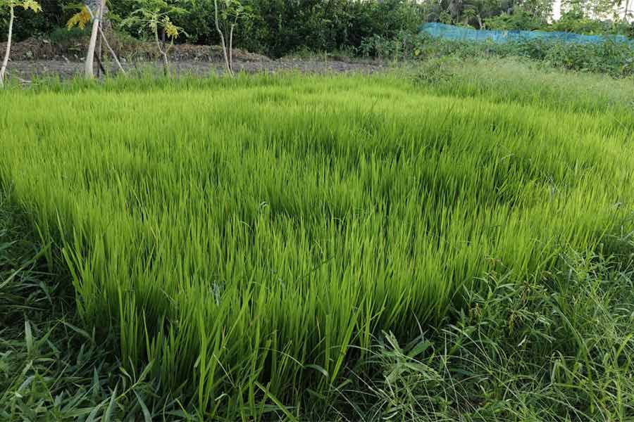 Amon Paddy harvest affected due to insufficient rainfall at Bhangar