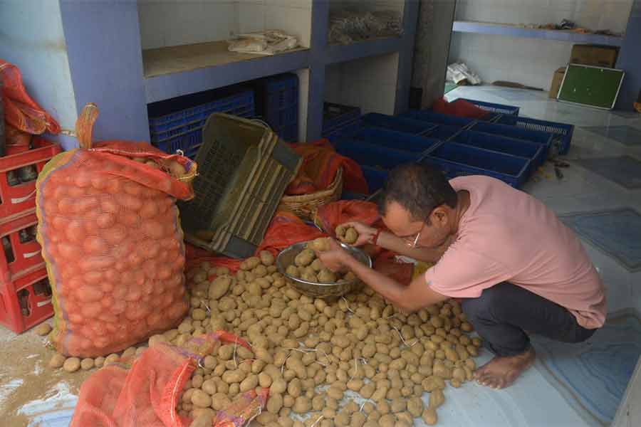 কাটোয়া বাজারে আলু বাছাইয়ে ব্যস্ত।