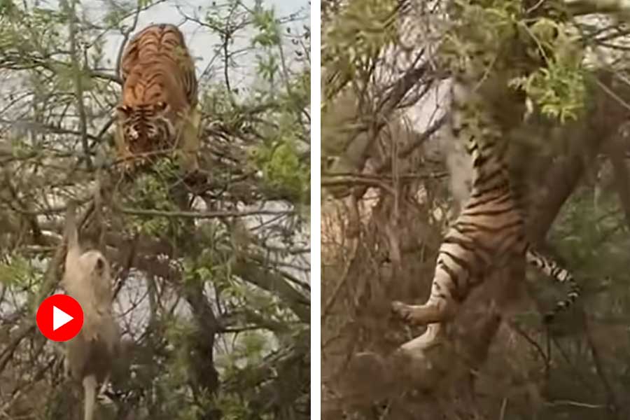 Tiger and monkey viral video, faceoff on tree dgtl