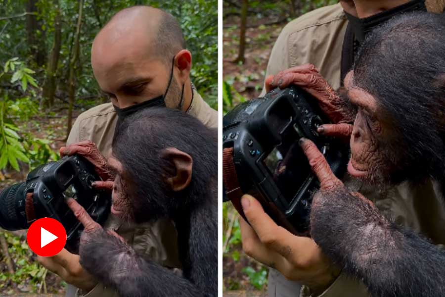 Chimpanzee checks her photos on DSLR camera of wildlife photographer dgtl