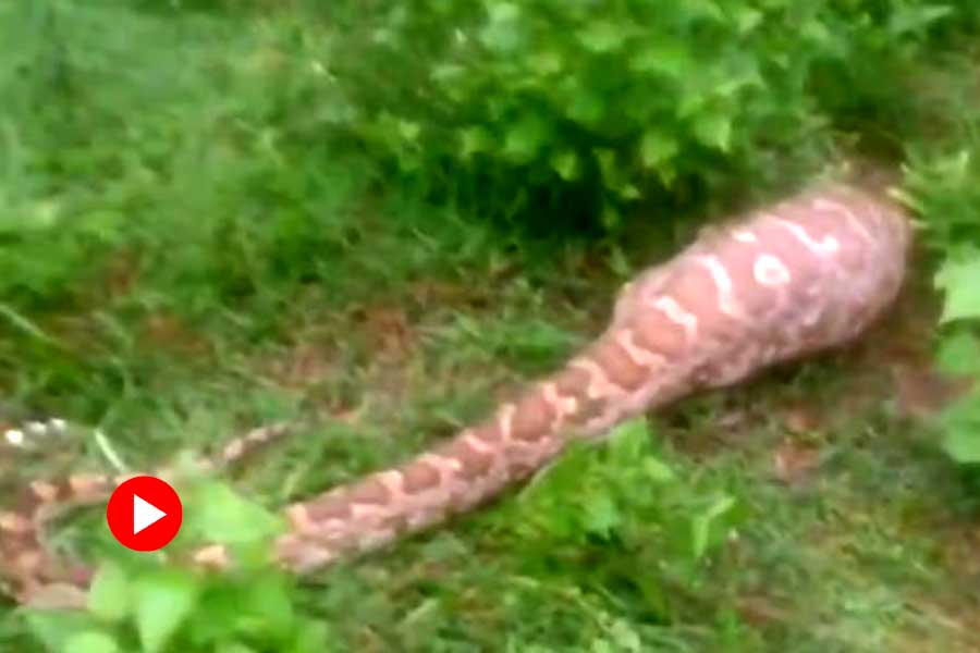 12 feet long python enters villa, rescued by forest officials in Odisha dgtl