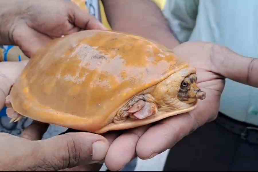 Golden coloured tortoise recovered from Bauria dgtld