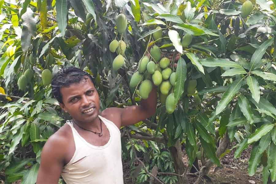 পরিযায়ী শ্রমিক হেমন্ত মাহাতোর বাগানে ধরেছে আম।