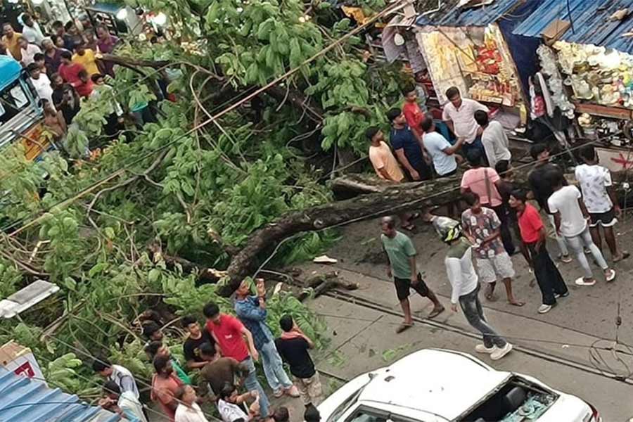 ভূপতিত: হাতিবাগানে ভেঙে পড়েছে ফুটপাতে থাকা এই গাছটি। শনিবার।