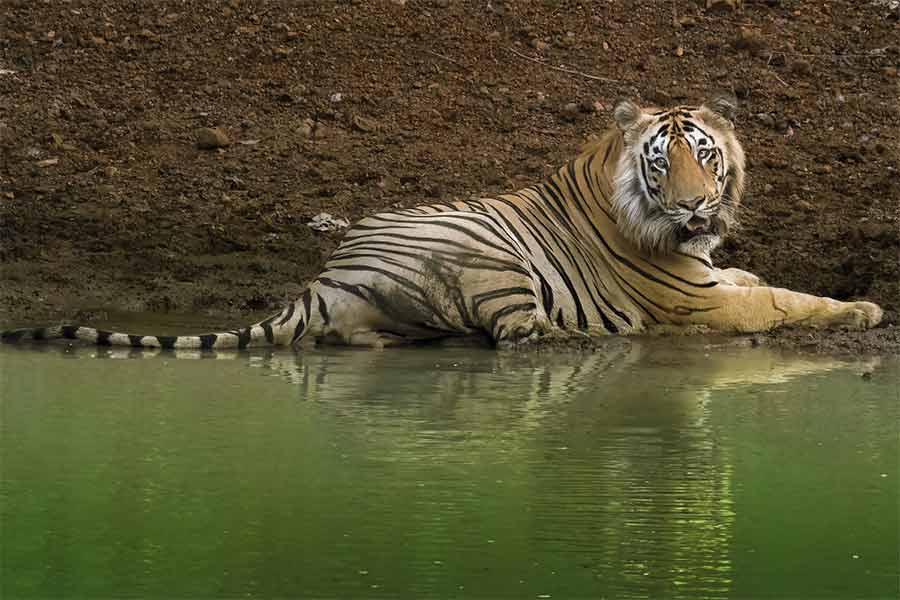 রাজাধিরাজ: তাড়োবার অন্দরে বিশালাকার ‘ছোটা দাড়িয়েল’।