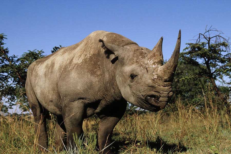 আফ্রিকায় এক বিশেষ ধরনের গন্ডার পাওয়া যায়, যার গায়ের রং কুচকুচে কালো। এই কালো গন্ডারের বিজ্ঞানসম্মত নাম ডাইসেরস বাইকর্নিস।