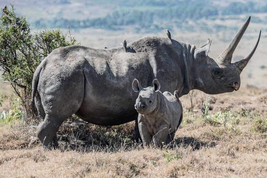 কালো স্ত্রী গন্ডারের শরীর থেকেই কালো রঙের দুধের নিঃসরণ হয়। তবে উপাদানের নিরিখে সাদা দুধের সঙ্গে কালো দুধের বিস্তর ফারাক রয়েছে।