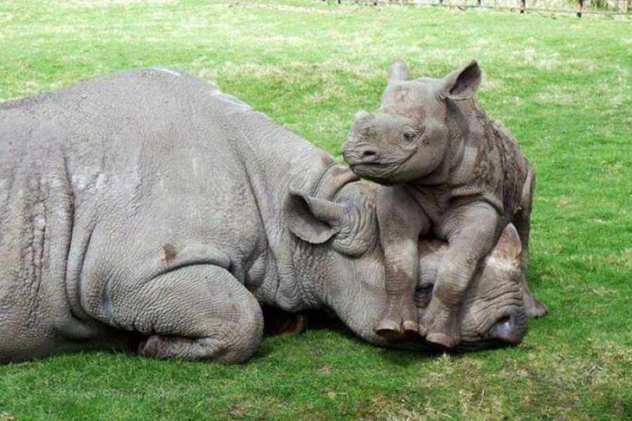 ২০১৩ সালের একটি গবেষণা থেকে জানা গিয়েছে যে, কালো দুধের ঘনত্ব কম হওয়ার নেপথ্যে রয়েছে কালো স্ত্রী গন্ডারের ধীর গতির প্রজননচক্র।