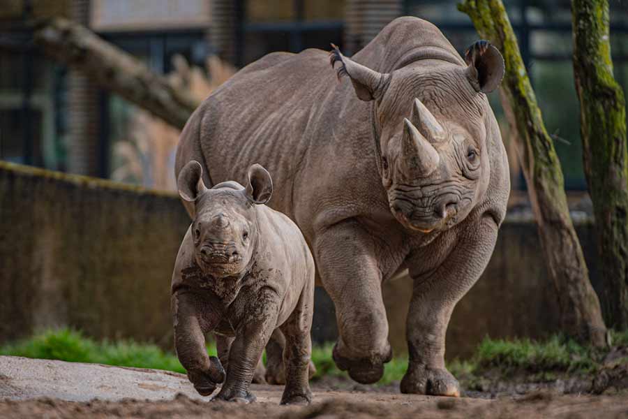 সাধারণত জন্মের পর চার থেকে পাঁচ বছর অতিক্রান্ত হলে কালো স্ত্রী গন্ডারেরা সন্তান প্রসবে সক্ষম হতে পারে।