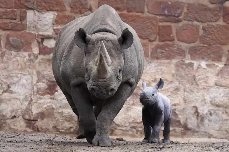 এক বছরেরও বেশি সময় ধরে কালো স্ত্রী গন্ডারেরা অন্তঃসত্ত্বা থাকে। এক বারে একটি মাত্র সন্তানেরই জন্ম দিতে পারে তারা।
