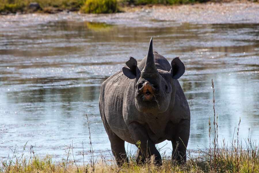 শুধু সন্তানধারণের জন্যই নয়, সন্তান পালনের ক্ষেত্রেও বেশি সময় লাগে কালো স্ত্রী গন্ডারের। সাধারণত সন্তান প্রসবের পর দু’বছরেরও বেশি সময় ধরে সন্তান পালন করে তারা।