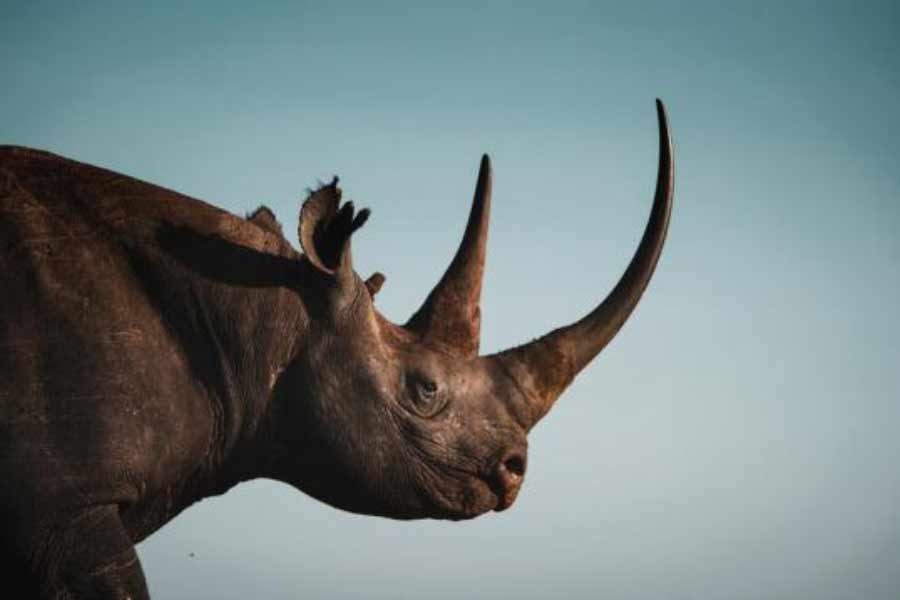 গবেষকদের একাংশের দাবি, দীর্ঘ সময় ধরে কালো স্ত্রী গন্ডারের শরীর থেকে দুধ বার হওয়ার কারণে পুষ্টিগত দিক থেকে তা উন্নত নয়। সে কারণেই কালো রঙের দুধে ফ্যাট এবং প্রোটিনের পরিমাণ অত্যন্ত কম থাকে বলে জানিয়েছেন গবেষকেরা।