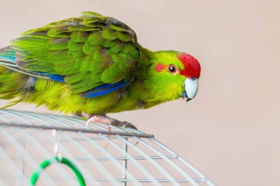 Ways to keep your pet bird entertained when you’re not home