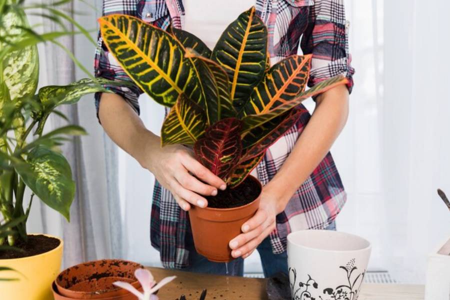 Ultimate care guide for Variegated Indoor Plants