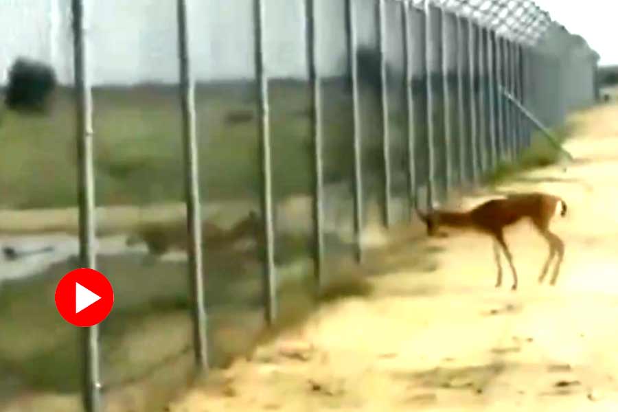 Indian and Pakistani deer fight near border, video went viral on internet