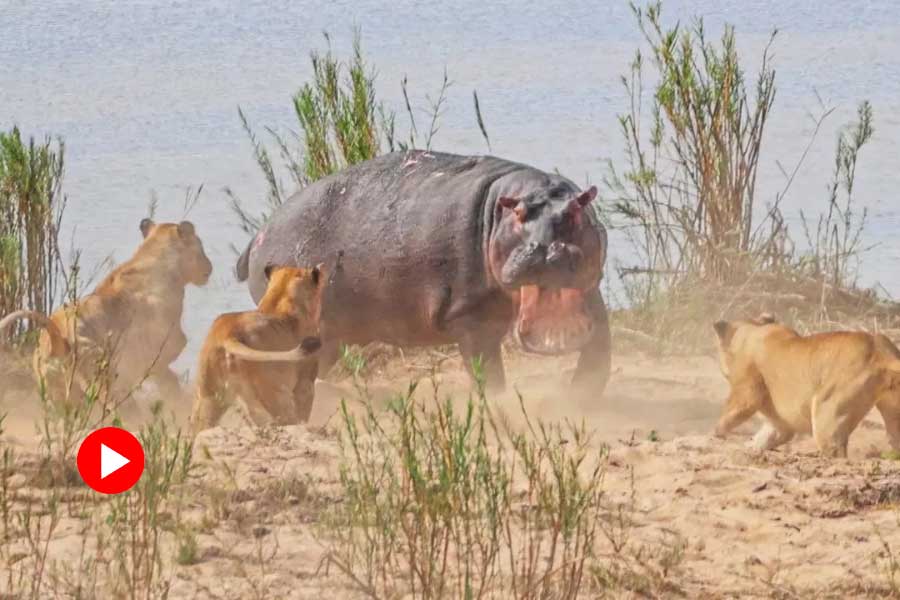 Hippo caught on camera with five lionesses, video went viral