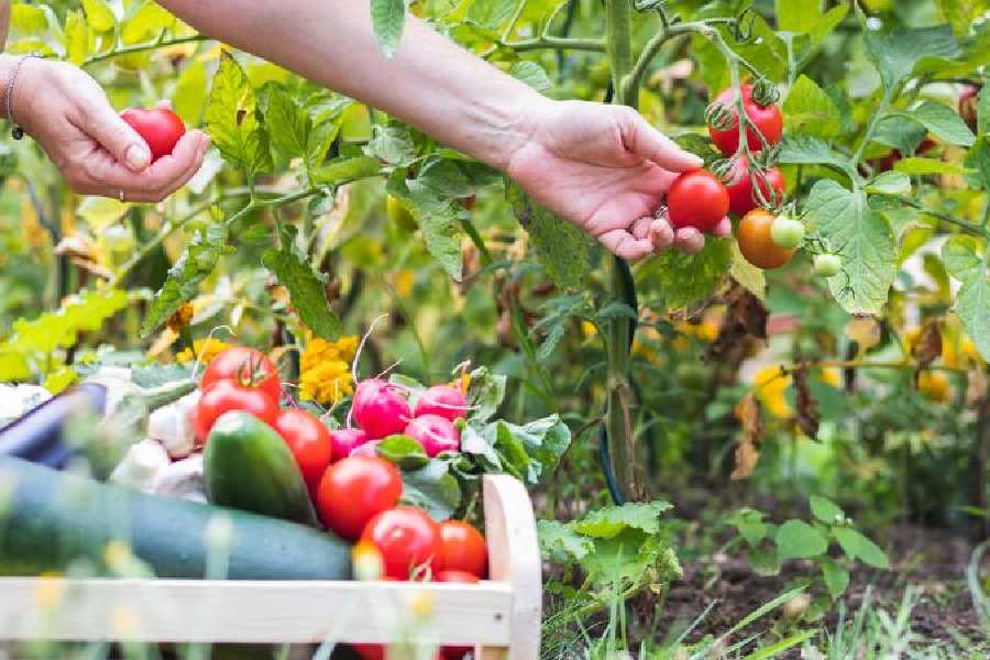 How to Start a Vegetable Garden