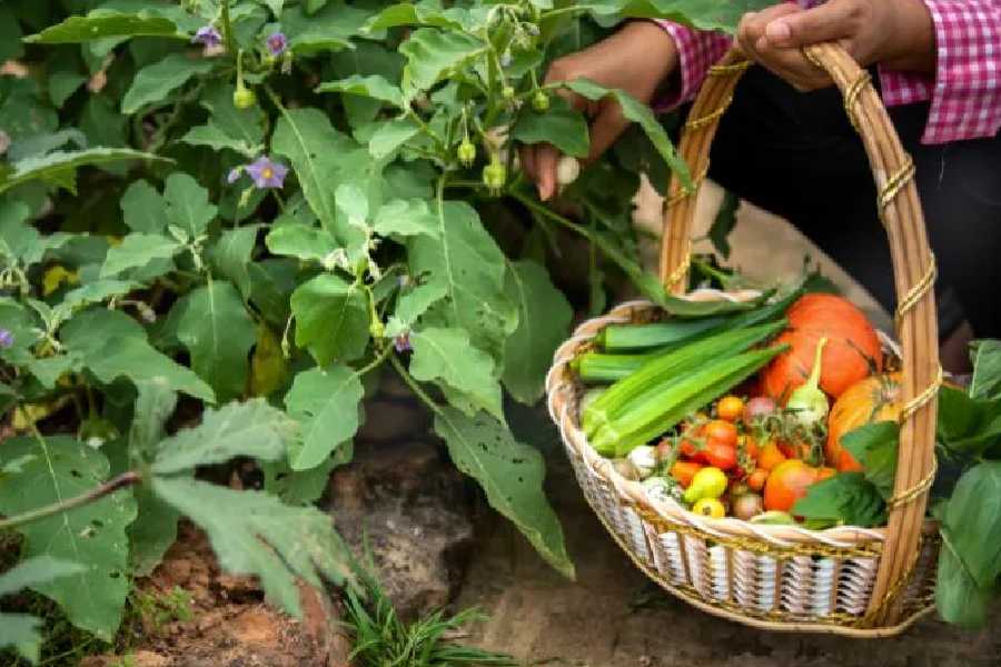 How to Start a Vegetable Garden