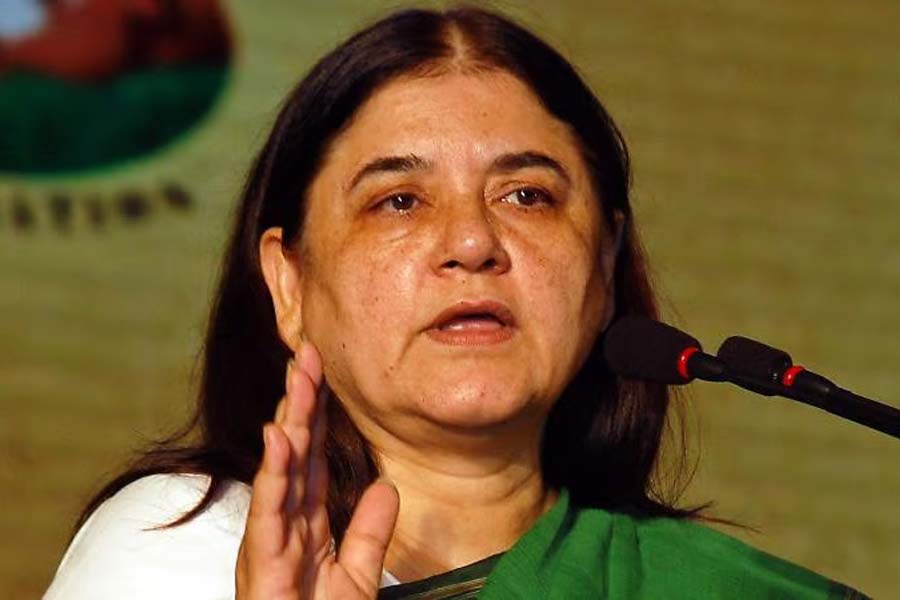 মানেকা গান্ধী প্রার্থী উত্তরপ্রদেশের সুলতানপুরে। বিজেপির টিকিটে ভোটে লড়েছেন তিনি। যদিও তাঁর পুত্র বরুণ গান্ধীকে এ বার টিকিট দেয়নি বিজেপি।