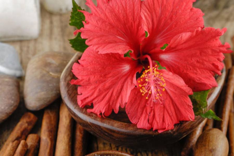 Benefits of using hibiscus for long hair