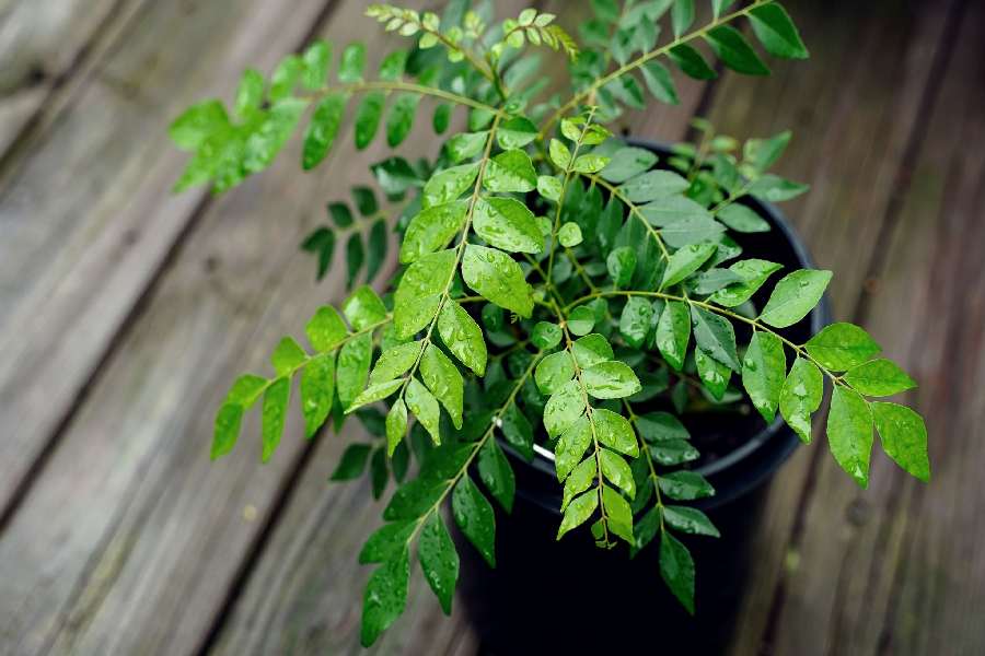 বাড়িতে কারিপাতা গাছ বড় করতে কী করবেন?