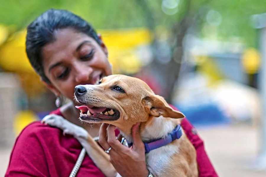 There are tips to take care of your pets amid rising air pollution