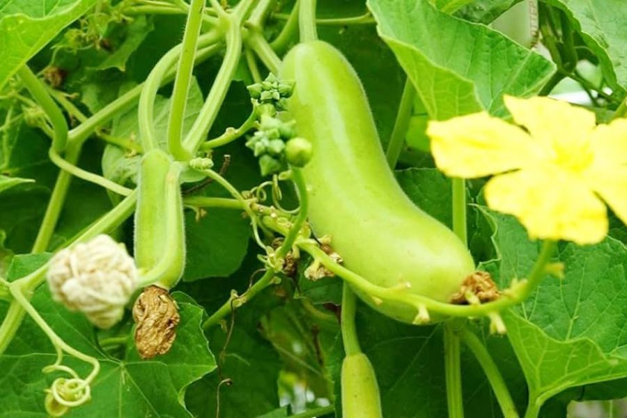 Bottle Gourd