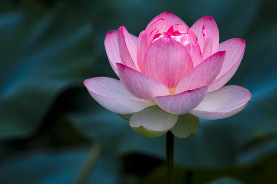 What kind of things should be kept in the house to get the grace of Maa Lakshmi