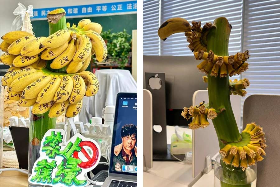 Chinese employees growing Bananas on their desks to relieve mental stress