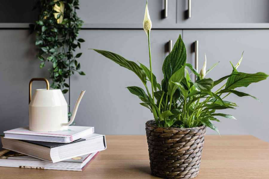 These Air Purifying indoor plants help promote cooling environment in your home