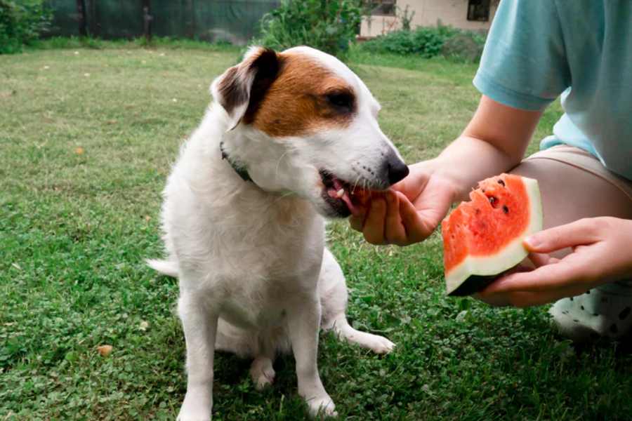 Nutritious summer foods for dogs