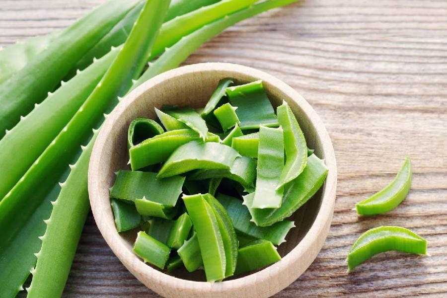 aloe vera to stop hair fall